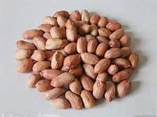 食物營養冠軍榜——干果 小小的能量庫，大大的健康寶